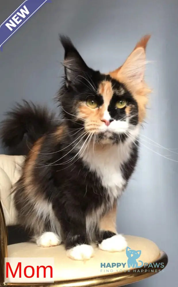 Spark Maine Coon male black with white live animals