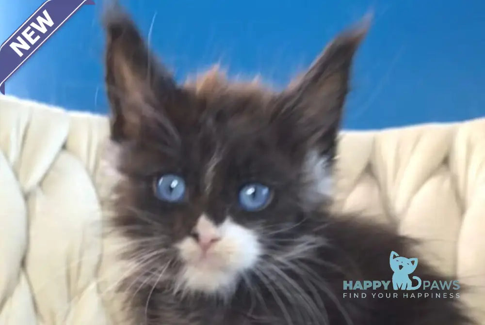 Spark Maine Coon male black with white live animals