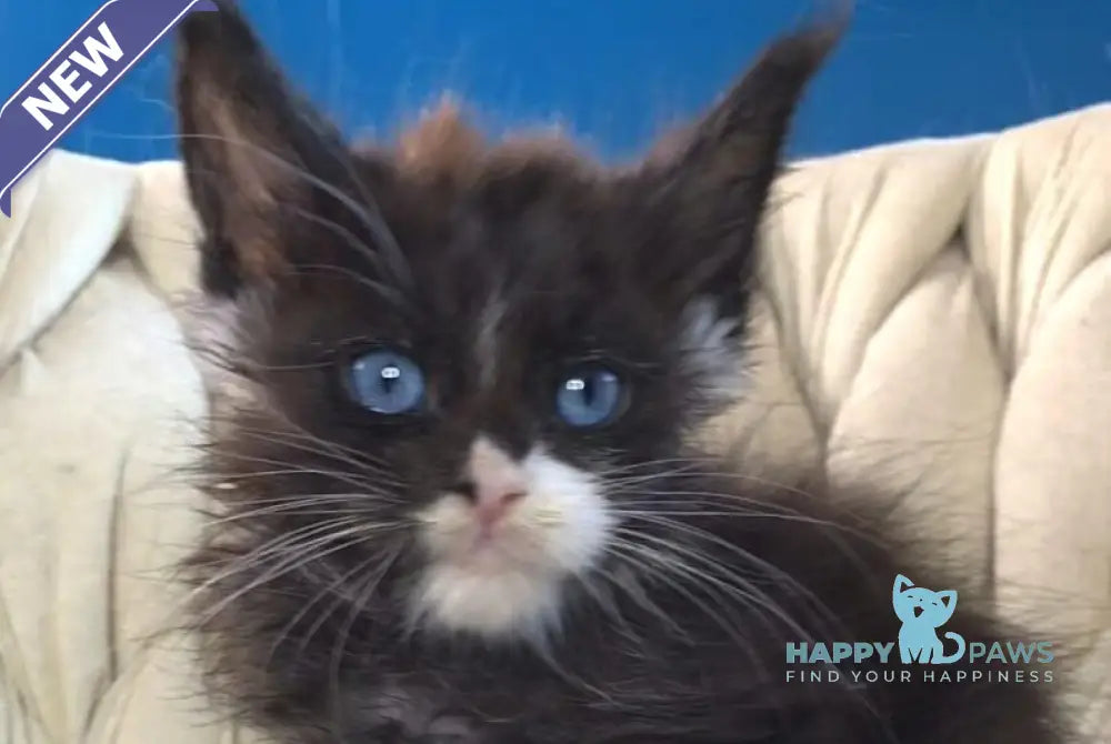 Spark Maine Coon male black with white live animals