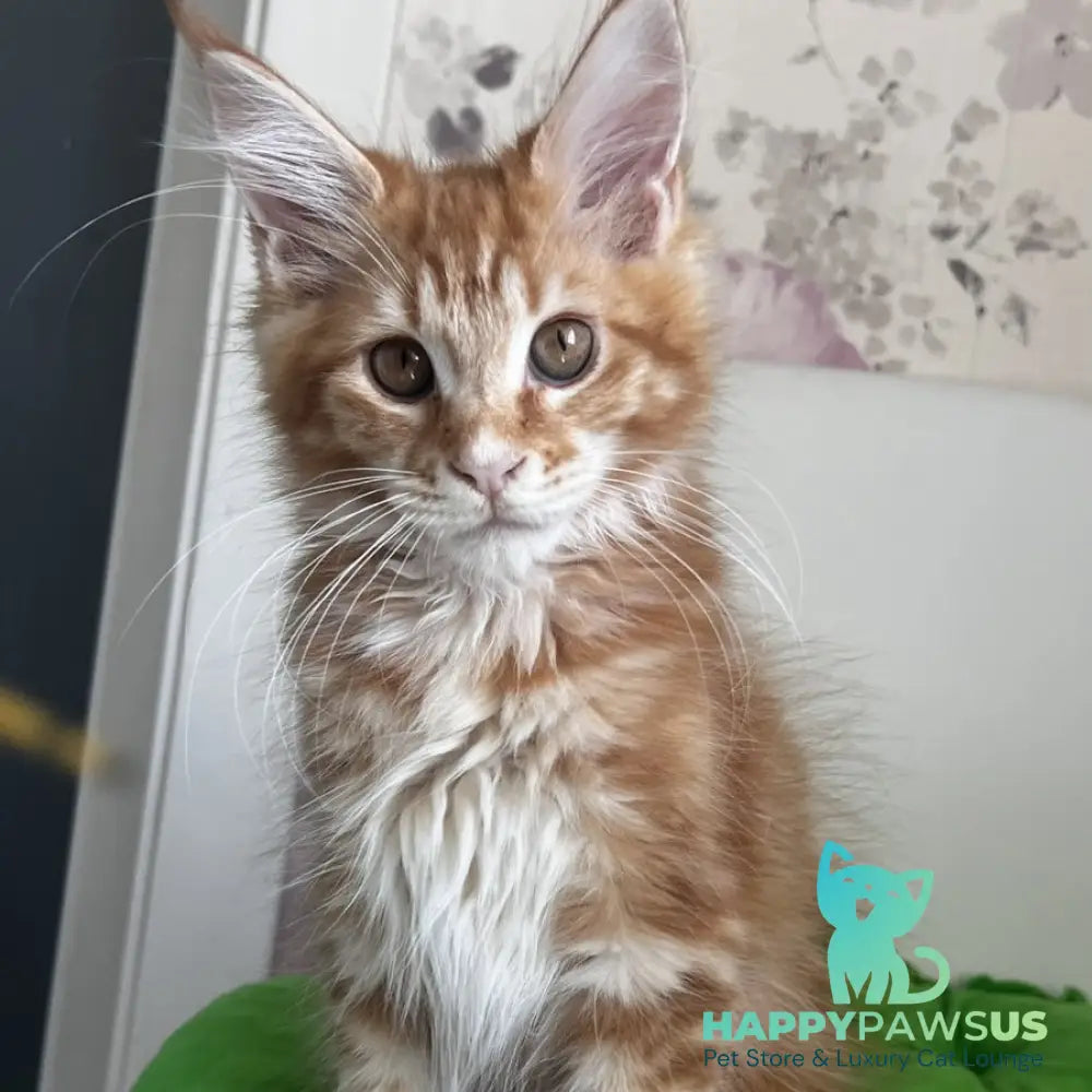 Sparky Maine Coon male red tabby - live animals