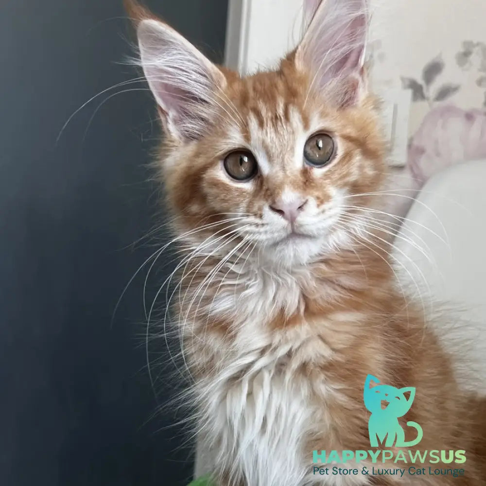 Sparky Maine Coon male red tabby - live animals