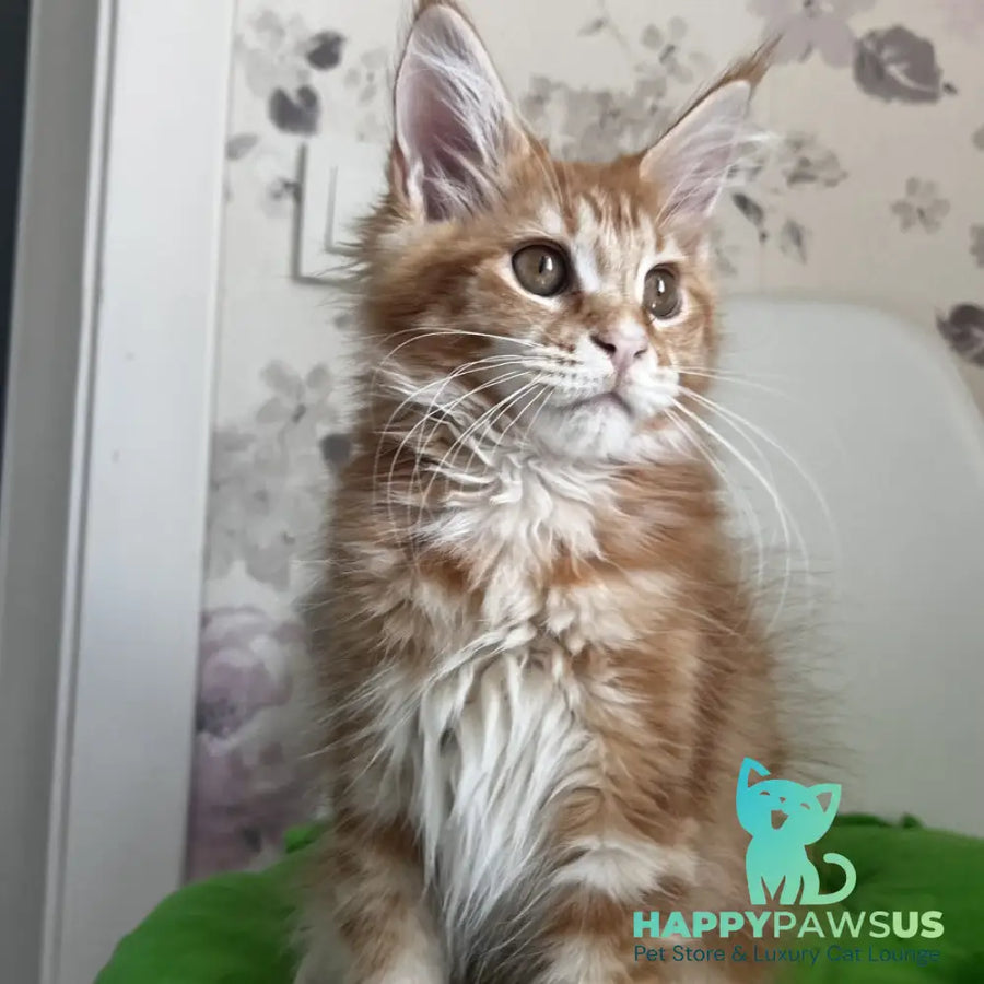 Sparky Maine Coon male red tabby - live animals