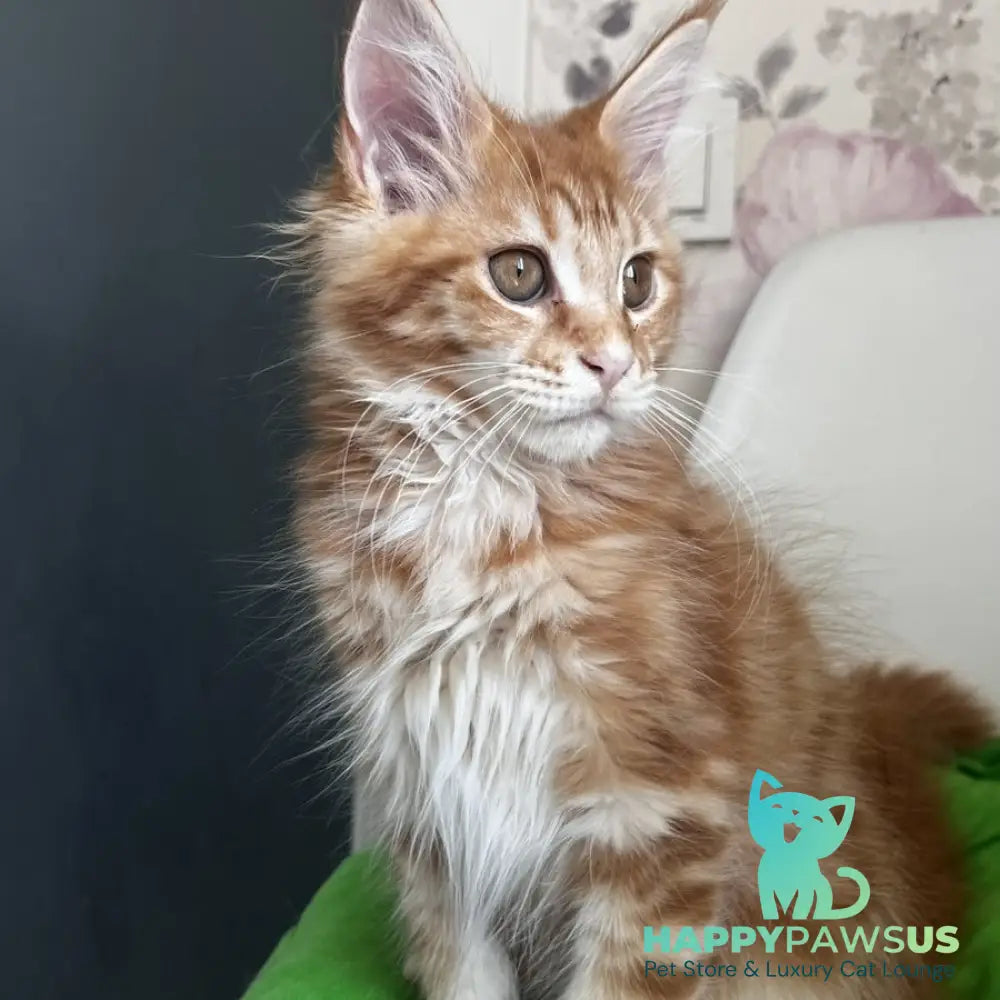 Sparky Maine Coon male red tabby - live animals