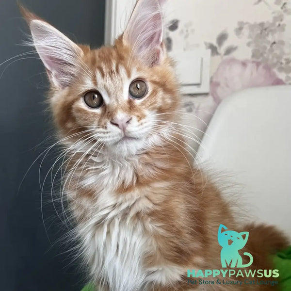 Sparky Maine Coon male red tabby - live animals