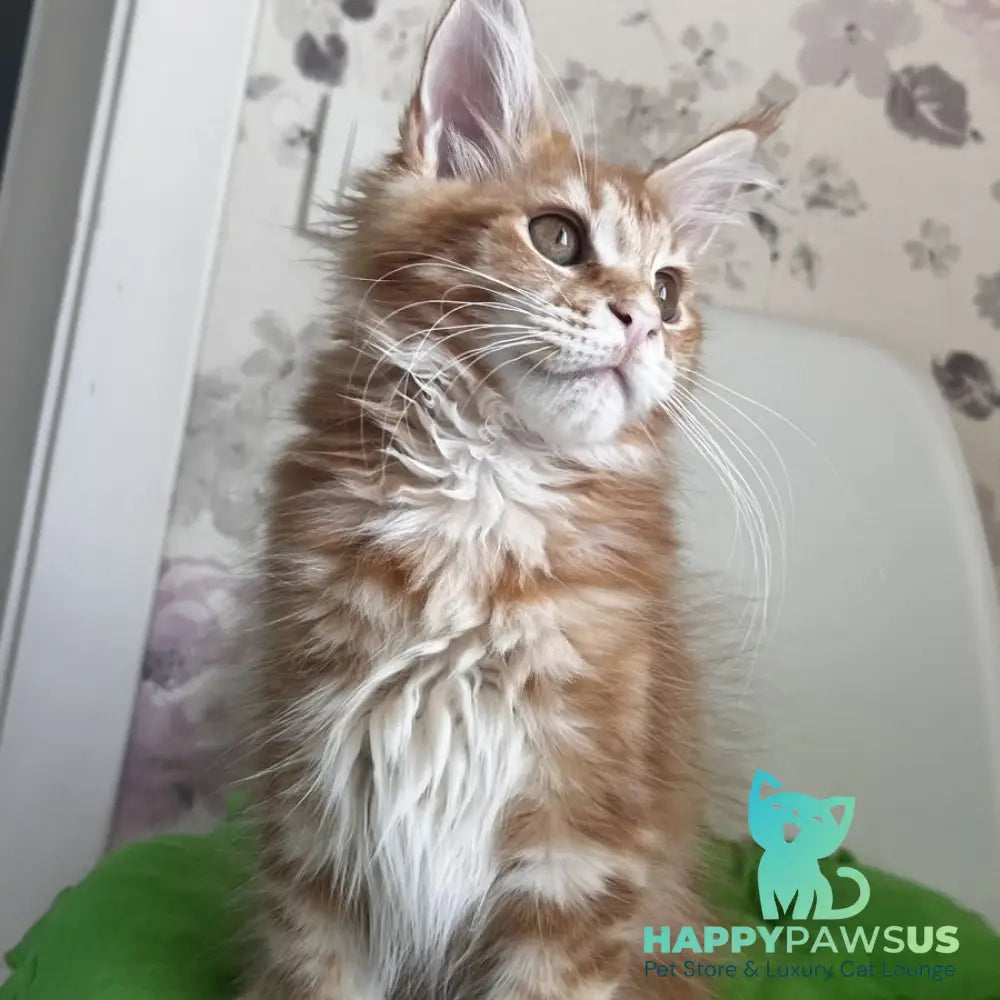 Sparky Maine Coon male red tabby - live animals
