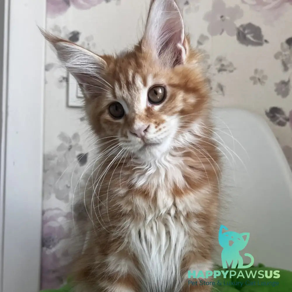 Sparky Maine Coon male red tabby - live animals