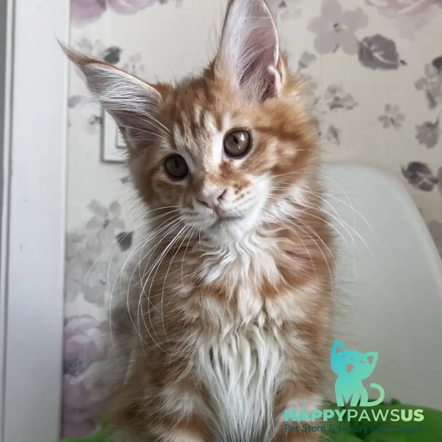 Sparky Maine Coon male red tabby - live animals