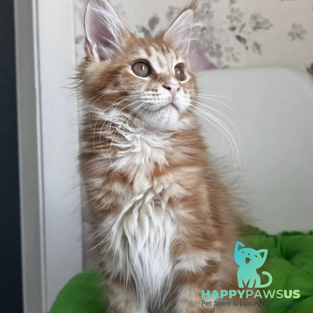 Sparky Maine Coon male red tabby - live animals