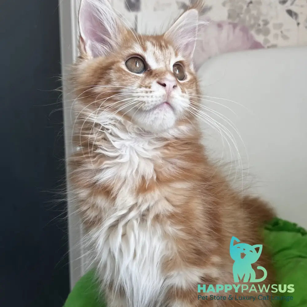 Sparky Maine Coon male red tabby - live animals