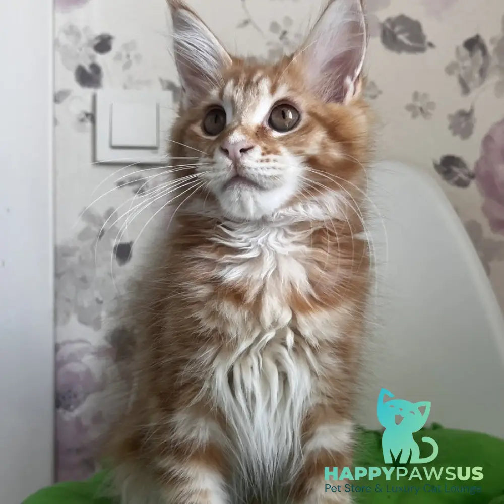 Sparky Maine Coon male red tabby - live animals