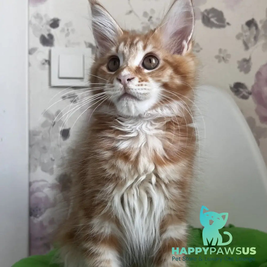 Sparky Maine Coon male red tabby - live animals