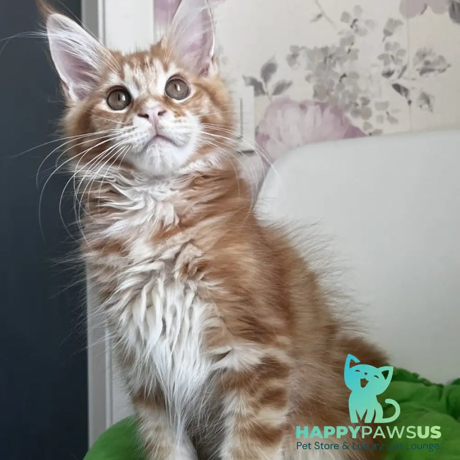 Sparky Maine Coon male red tabby - live animals