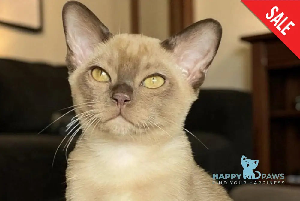 Spartacus Burmese male chocolate - live animals
