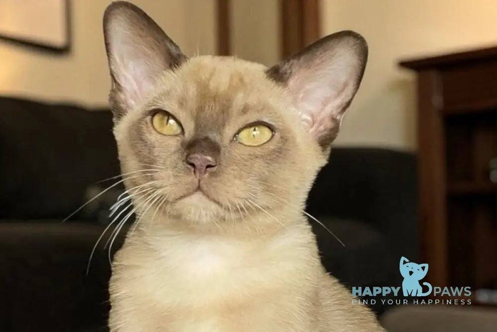 Spartacus Burmese male chocolate - live animals