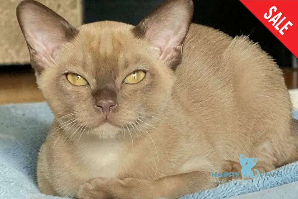 Spartacus Burmese male chocolate - live animals