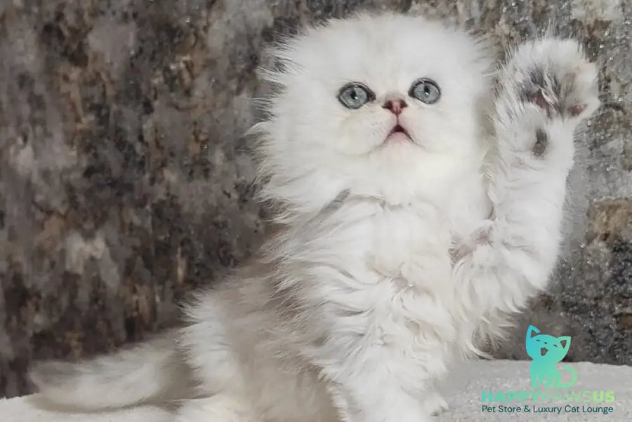 Spencer Scottish Fold male blue silver shaded - live animals