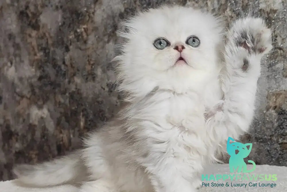 Spencer Scottish Fold male blue silver shaded - live animals