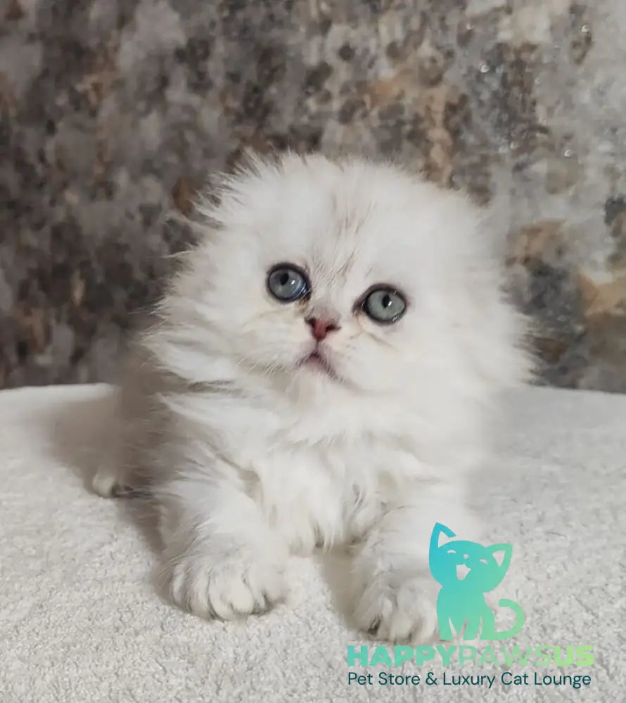 Spencer Scottish Fold male blue silver shaded - live animals