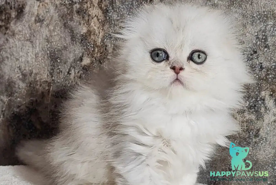 Spencer Scottish Fold male blue silver shaded - live animals