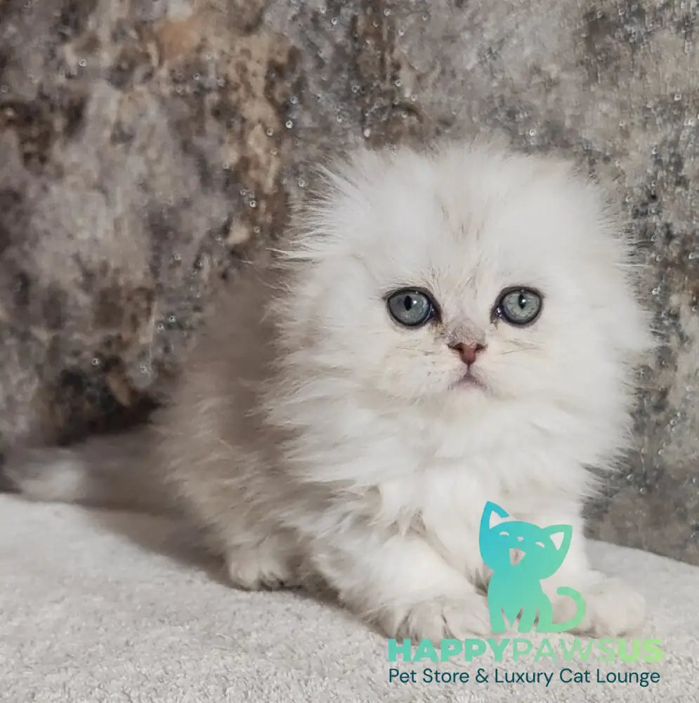 Spencer Scottish Fold male blue silver shaded - live animals