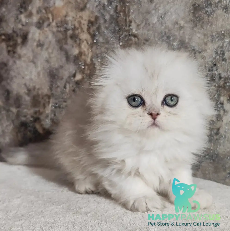 Spencer Scottish Fold male blue silver shaded - live animals