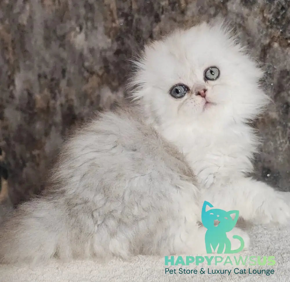 Spencer Scottish Fold male blue silver shaded - live animals