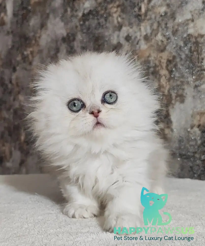 Spencer Scottish Fold male blue silver shaded - live animals