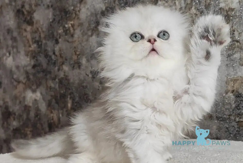 Spencer Scottish Fold male blue silver shaded - live animals
