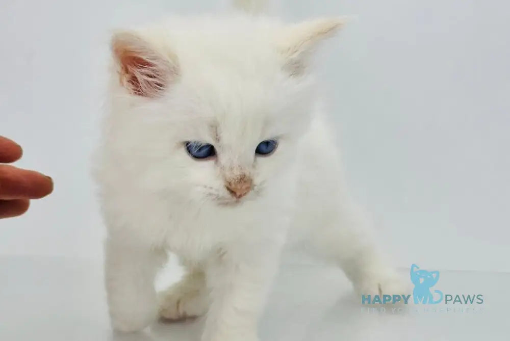 Spenser Siberian male cream tabby point with white live animals