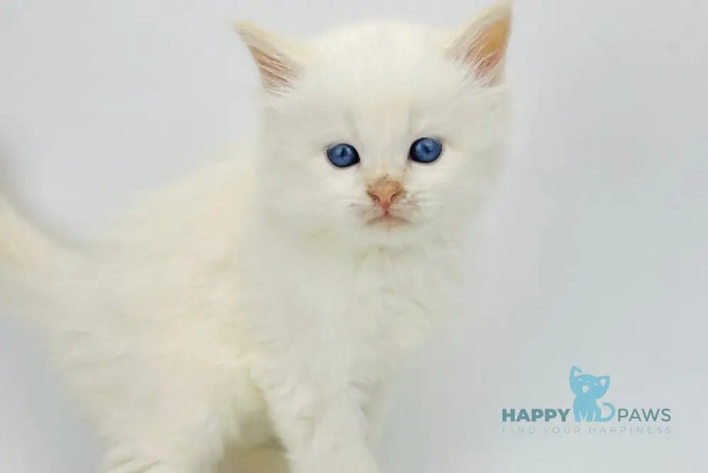 Spenser Siberian male cream tabby point with white live animals