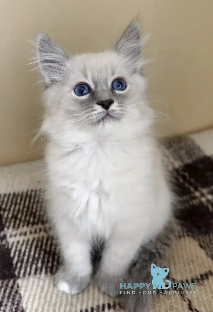 Spirit Neva Masquerade male blue tabby pointed live animals