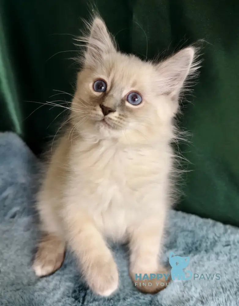 Spirit Neva Masquerade male blue tabby pointed live animals