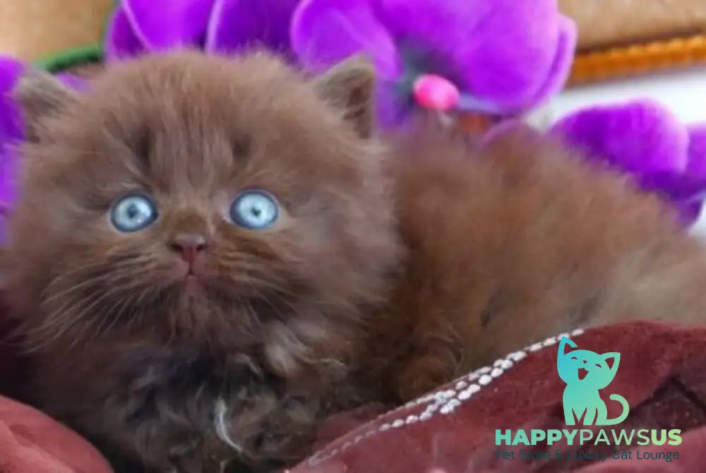 Spring British Longhair male chocolate - live animals