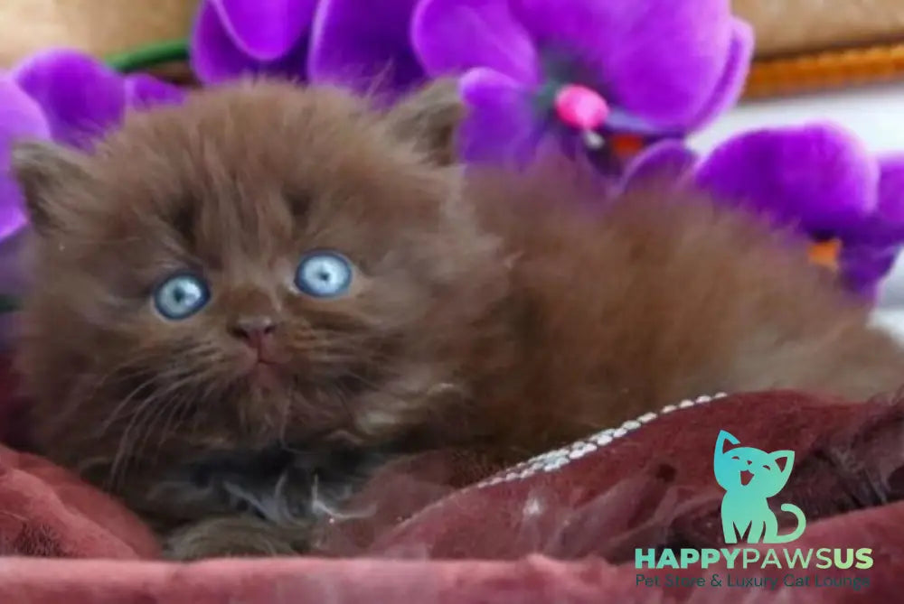 Spring British Longhair male chocolate - live animals