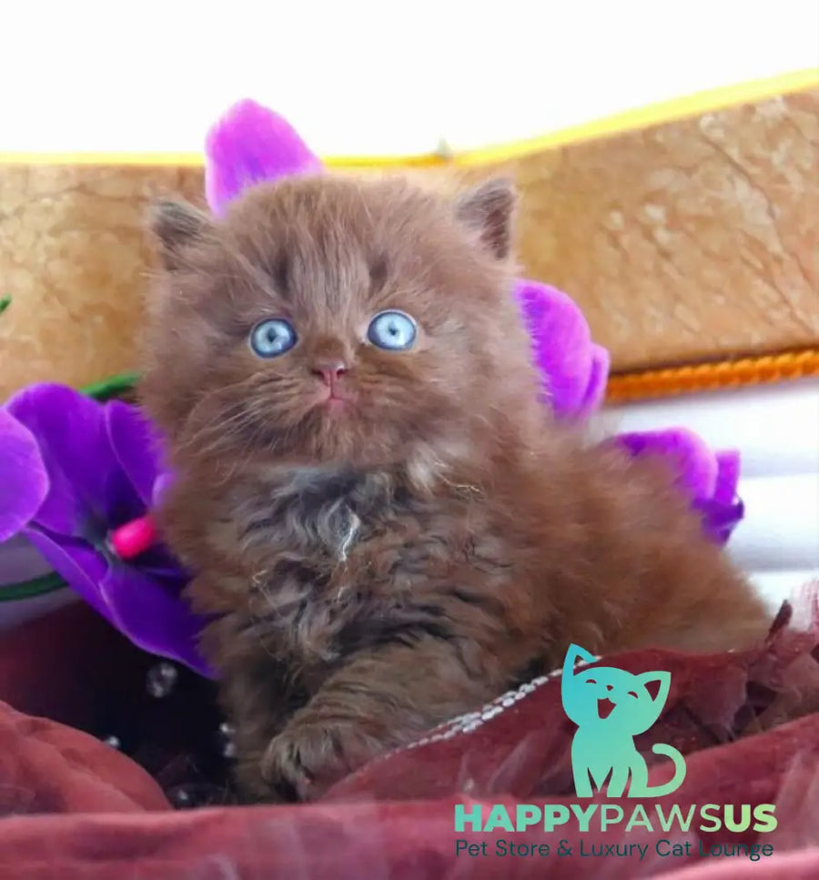 Spring British Longhair male chocolate - live animals