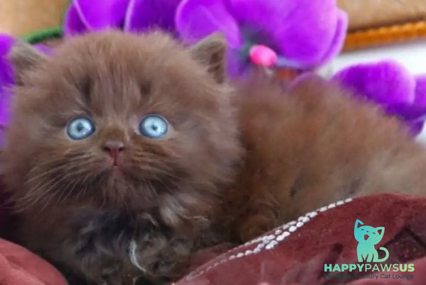 Spring British Longhair male chocolate - live animals