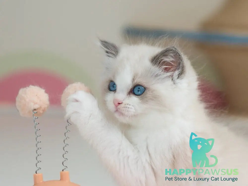 Stacy Ragdoll female blue bicolour live animals