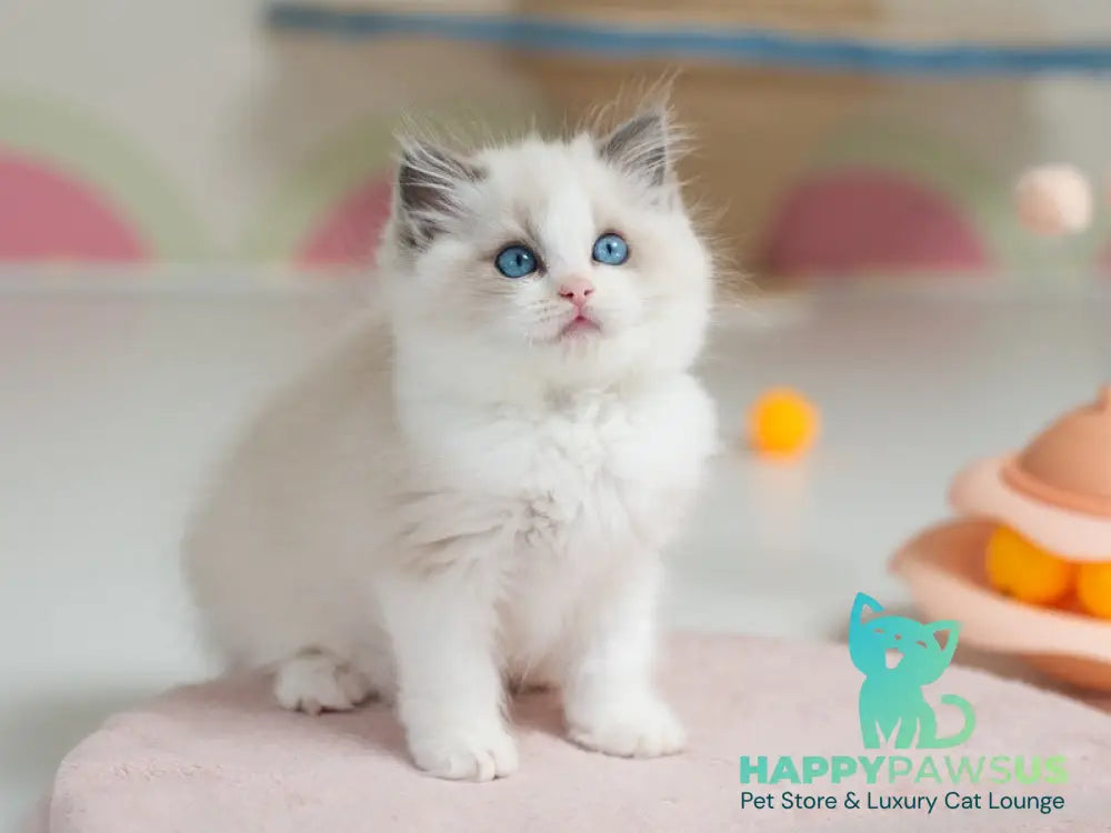 Stacy Ragdoll female blue bicolour live animals