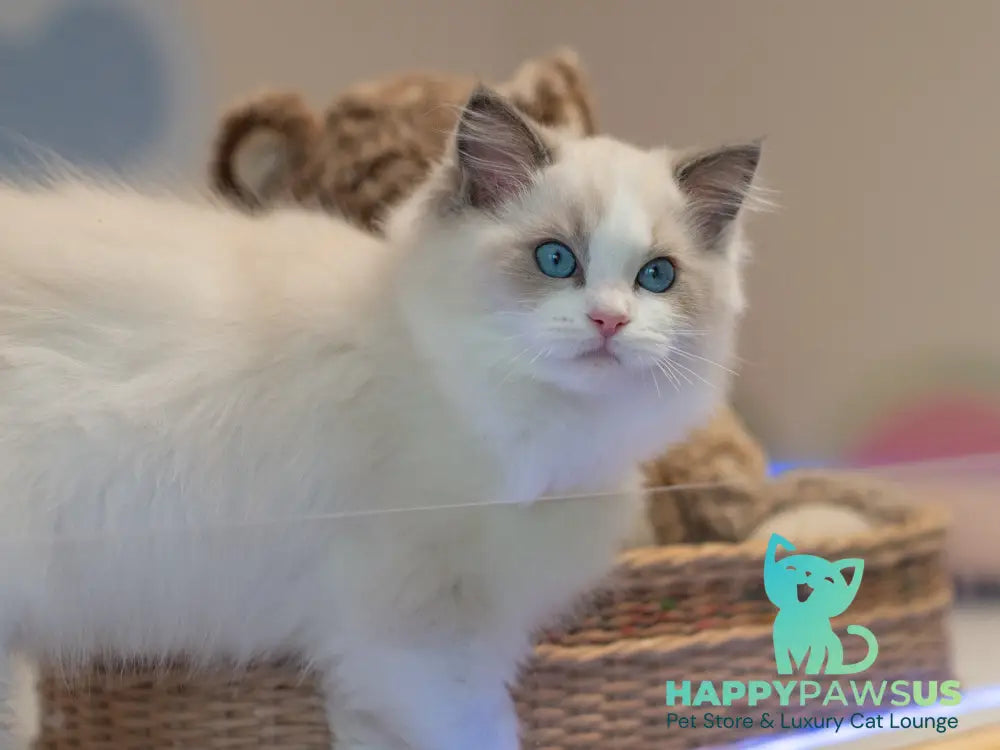 Stacy Ragdoll female blue bicolour live animals