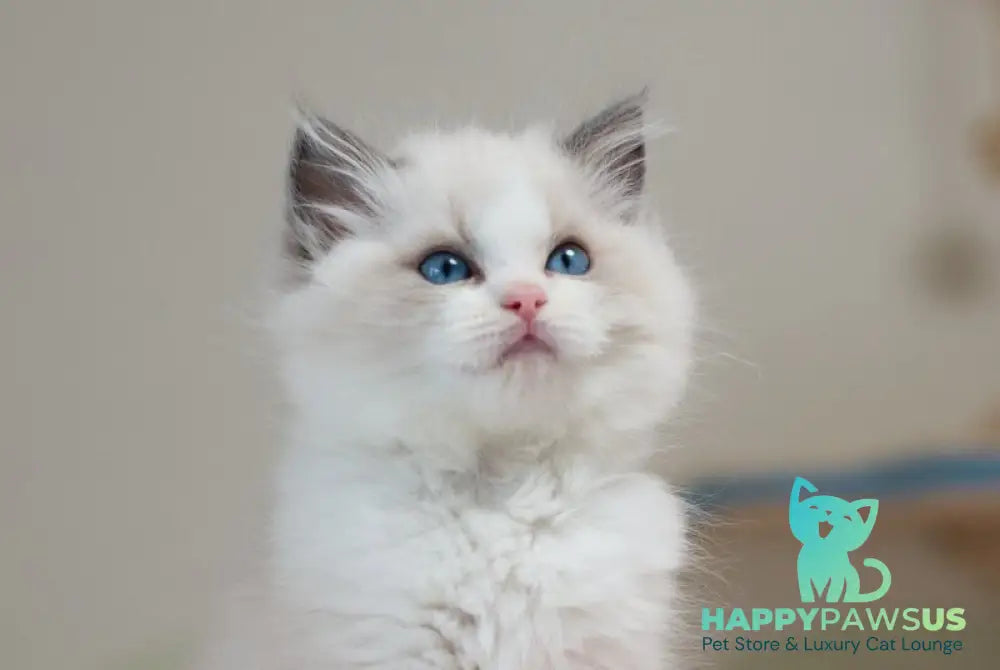 Stacy Ragdoll female blue bicolour live animals