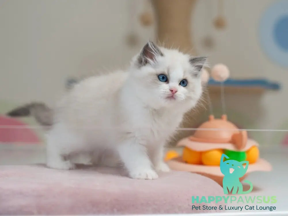 Stacy Ragdoll female blue bicolour live animals