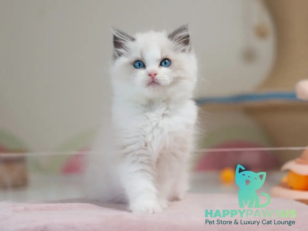 Stacy Ragdoll female blue bicolour live animals
