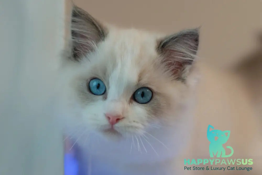 Stacy Ragdoll female blue bicolour live animals