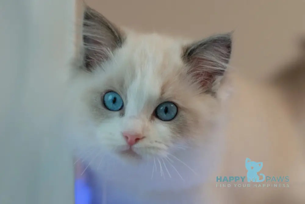 Stacy Ragdoll female blue bicolour live animals