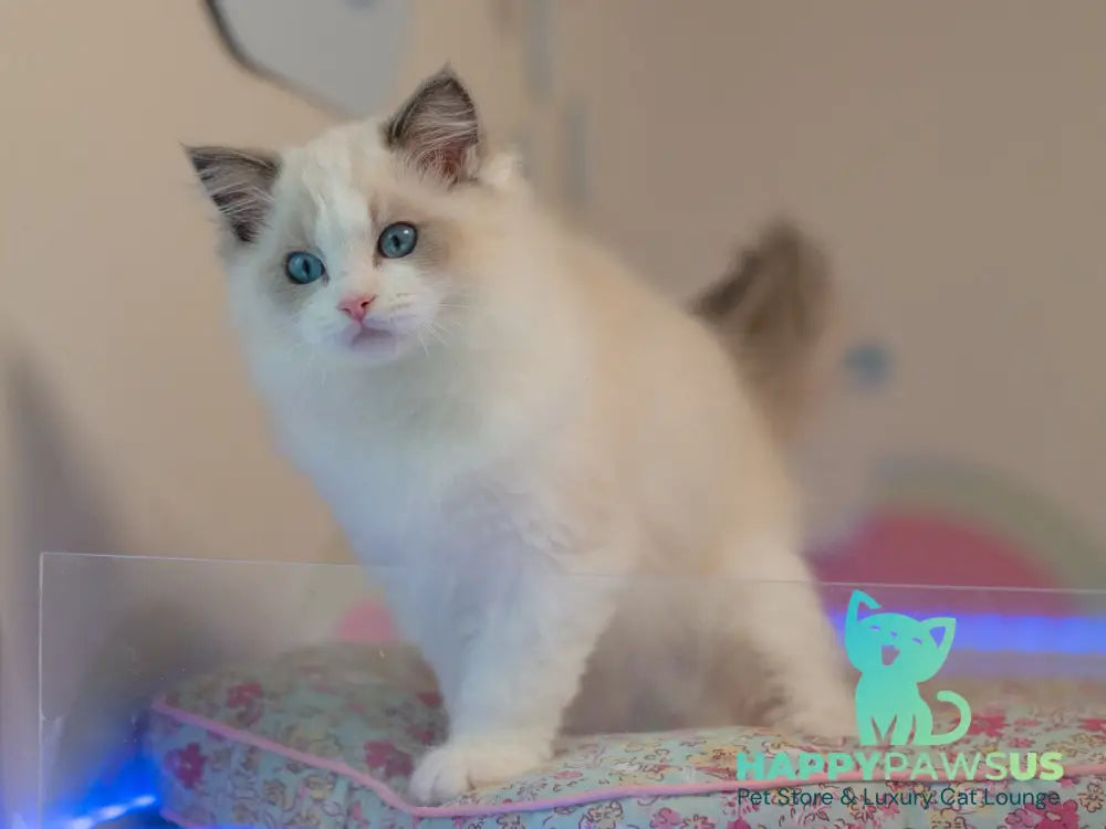 Stacy Ragdoll female blue bicolour live animals