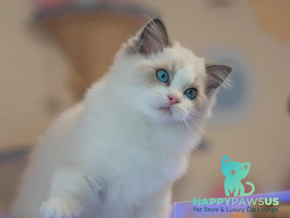 Stacy Ragdoll female blue bicolour live animals