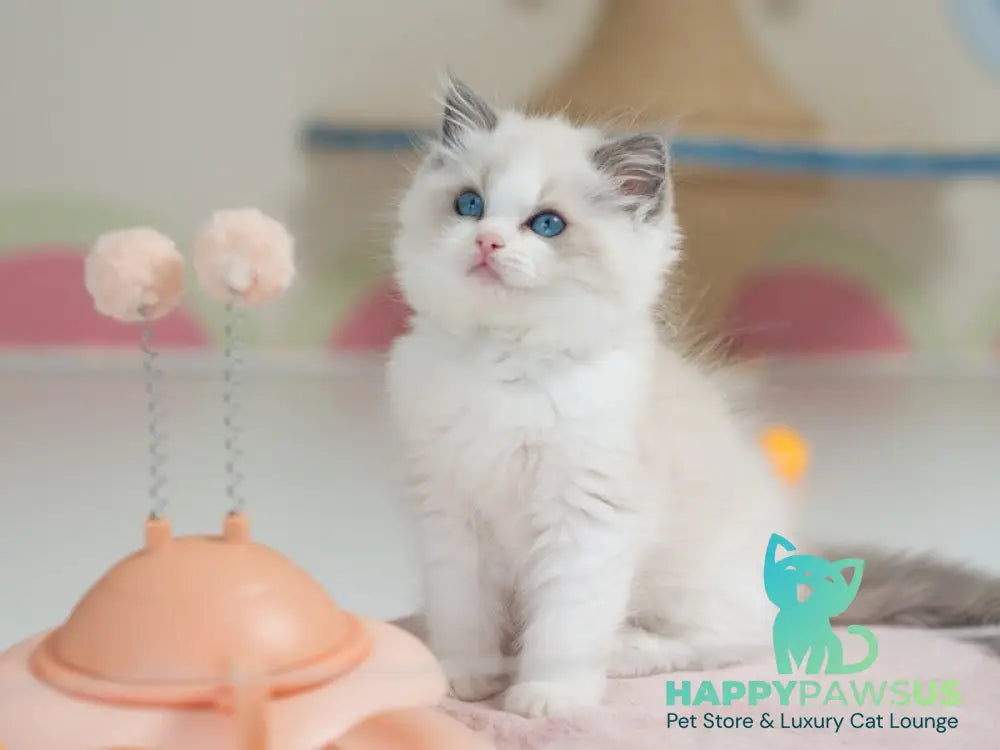 Stacy Ragdoll female blue bicolour live animals