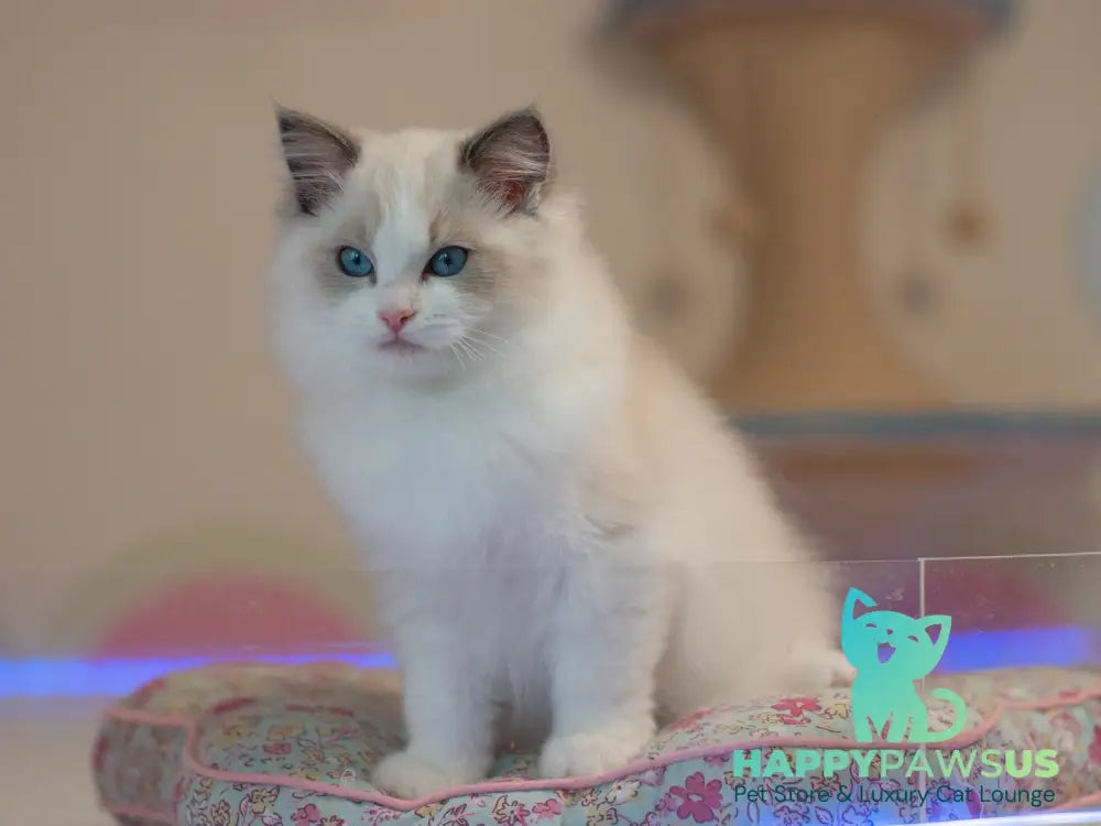 Stacy Ragdoll female blue bicolour live animals