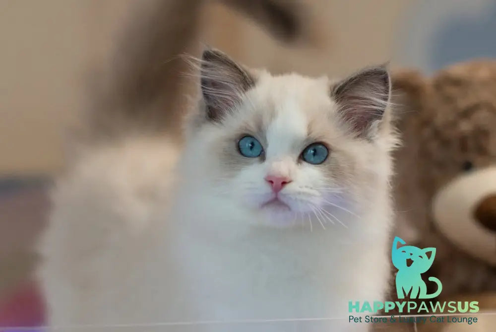 Stacy Ragdoll female blue bicolour live animals