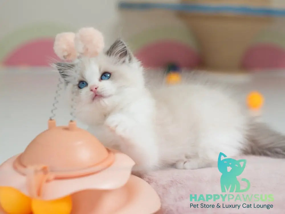 Stacy Ragdoll female blue bicolour live animals
